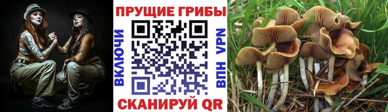 Псилоцибиновые грибы MAGIC MUSHROOMS  Купить закладки  Аткарск 
